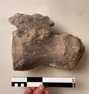 뉴멕시코 키틀랜드 층의 나아쇼이비토 지층에서 발견된 알라모사우루스 산후안엔시스의 고립된 꼬리 척추