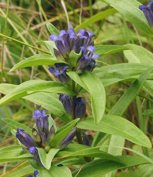 Szent László füve}})로 알려진 파란색 꽃의 용담(Star Gentian)