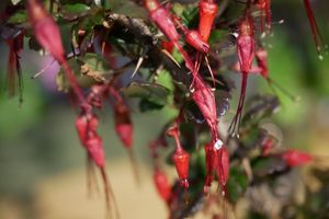 후크시아꽃까치밥나무 (Ribes speciosum)
