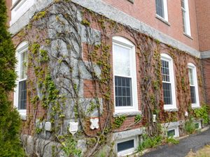 해손 홀 측면에 자라고 있는 담쟁이. 대학의 아이비 데이를 기념하며, 각 학년의 아이비 스톤을 특징으로 한다.