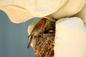 롱 해양 연구소의 고래 뼈대에 둥지를 튼 멕시코마시코