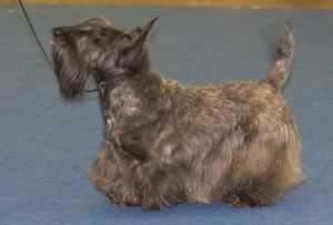 얼룩무늬 스코티시 테리어