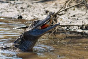 물고기를 먹고 있는 안경카이만의 모습