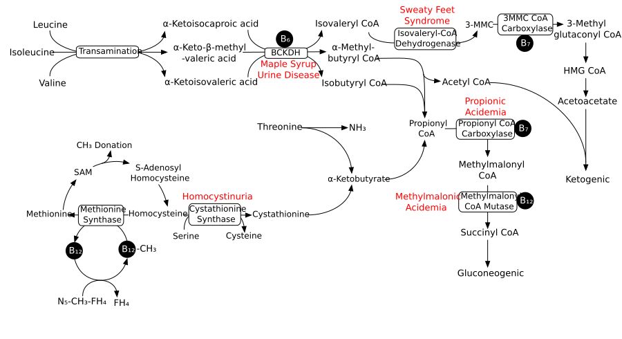 류신, 아이소류신, 발린의 분해 경로. 메티오닌의 분해 경로도 표시되어 있다.
