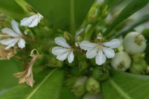 해변 나우파카 (Scaevola taccada)의 꽃, 키리티마티의 가장 전형적인 목본 식물.