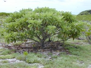전형적인 하와이 섬 서식지의 트리 헬리오트로프 (Heliotropium foertherianum)