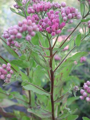 달콤한 향기(Pluchea odorata)는 키리티마티의 일부 지역에서 심각한 잡초가 되었습니다.