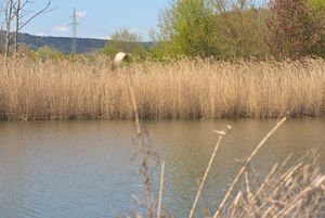 갈대는 벼과의 반수생 속씨식물이다.