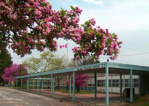 2006년에 촬영된 학교 부지인 돈 밀스 컬리지에이트 인스티튜트