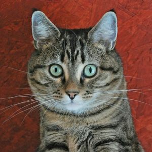 전형적인 범무늬 패턴: 이마의 'M'자, 밝은 눈 테두리와 귀의 가장자리