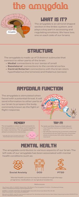 공황 발작의 기원과 관련된 것으로 생각되는 뇌의 공포 반응 시스템인 편도체