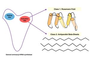 아미노아실-tRNA 합성효소의 일반적인 구조. 제1족과 제2족의 주요 차이점은 활성화 부위이다. 제1족은 Rossmann fold 구조, 제2족은 반평행 베타 시트 구조를 가진다.