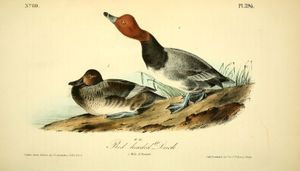 오듀본의 Birds of America (1843)에 묘사된 수컷 미국흰죽지의 목을 뻗는 구애 의식.