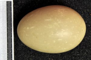 검은머리흰죽지의 알, 비스바덴 박물관 소장