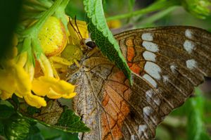 노란 꽃 위에서 위장한 게거미, Misumenops calinurus가 브라질 포르투알레그리에서 나비를 매복 공격하고 있다.