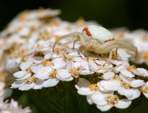 Misumena vatia 암컷