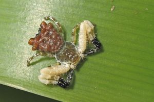 새똥 흉내 Phyrnarachne sp., 카르나타카 주, 인도