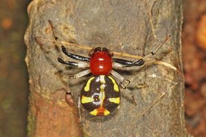 Camaricus sp., 고아, 인도