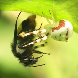 게거미가 잎 아래에서 꿀벌을 먹이로 발견했다.