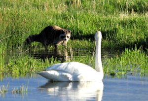 트럼펫수와 북미너구리(*Procyon lotor*). 건강한 성체는 포식자에게 거의 취약하지 않지만, 새끼와 알은 너구리에게 공격받는다.