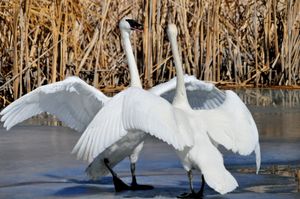시드카디 국립 야생동물 보호구역에서 나팔고니의 구애 행동.
