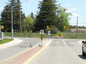 Family of geese crossing Jefferson Side Road