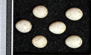 비스바덴 박물관 소장