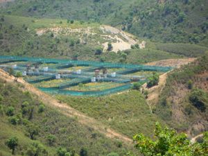 포르투갈 실베스 인근의 국립 이베리아스라소니 번식 센터(CNRLI)