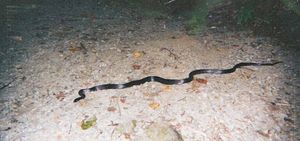 그린브라이어 근처의 길에 있는 검은 쥐뱀