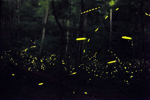 엘크몬트에서 Photinus carolinus의 전시.