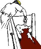 포획 볼트 권총으로 소를 기절시키는 모습