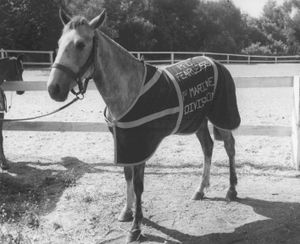 1959년 레클리스의 아들 피어리스.