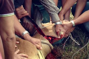 이드에서 소를 희생하는 모습.