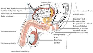 음경의 가쪽 단면도