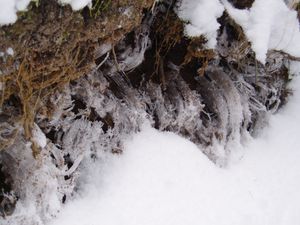 서릿발은 때때로 구부러지거나 휘어져 보일 수 있다.