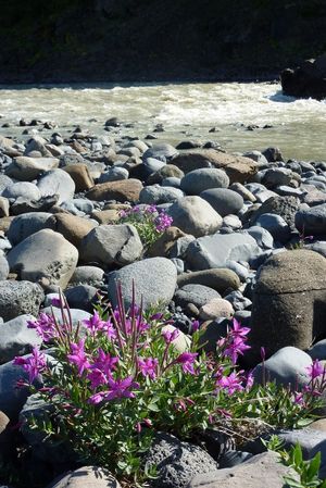 모르사 빙하 강 옆에서 자라는 북극의 아름다움.