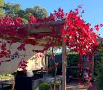 장식용 포도로 덮인 퍼걸러