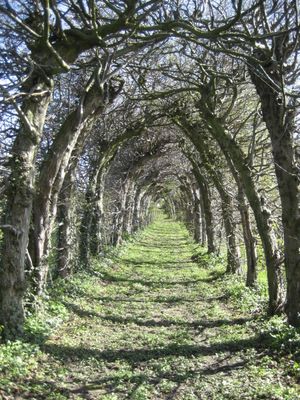 19세기 피테(Pitet)의 180미터 길이의 서어나무 터널, 팔레(Fallais)의 :fr:Pitet에 있는 :fr:Charmille. 벨기에 리에주 주 브라이브(Braives) 지정 재산 목록에 포함됨 (1942)