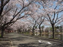 다카노스 중앙 공원 벚꽃