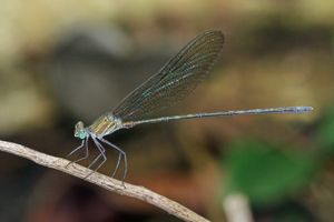반짝이는 암색시중이 (Phaon iridipennis) 수컷, 가나