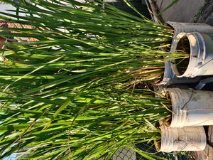 플러싱, 뉴욕에서 재배되는 Zizania latifolia