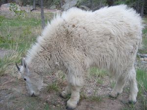 사우스다코타의 러시모어 산에서 풀을 뜯는 산양