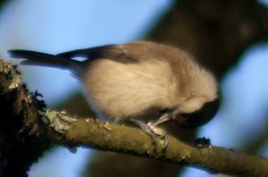 붙잡고 망치질하기는 박새과 조류가 먹이를 처리하는 흔한 방식이다.