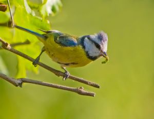 먹이를 물고 있는 유럽[[푸른박새]]
