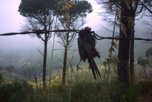 이탈리아에서 때까치에게 꿰인 사르데냐 휘파람새; 때까치는 가시 대신 철조망과 같은 인공적인 가시를 사용하기도 한다.