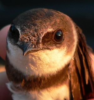 모래 제비의 부리는 짧고 넓으며, 이는 이 과의 전형적인 특징이다.