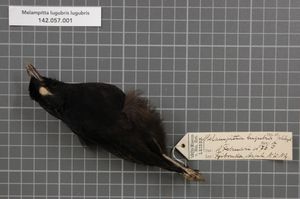 멜람피타류의 검은 깃털을 보여주는 작은 멜람피타의 정형 표본