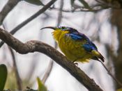 노란배태양새팔색조