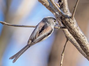 애벌레를 잡아먹으려는 오목눈이, 군마현