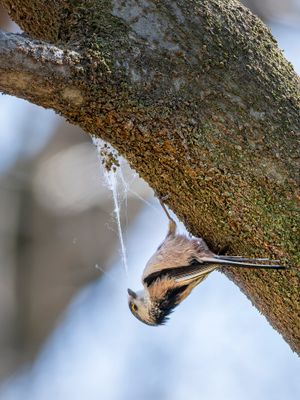 둥지 재료를 모으는 오목눈이, 군마현